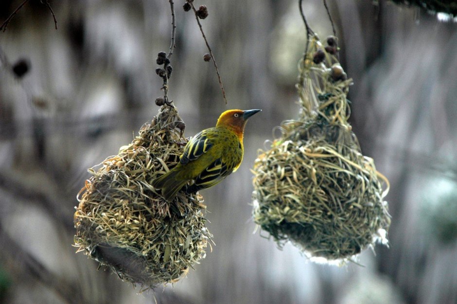Гнезда лесных птиц