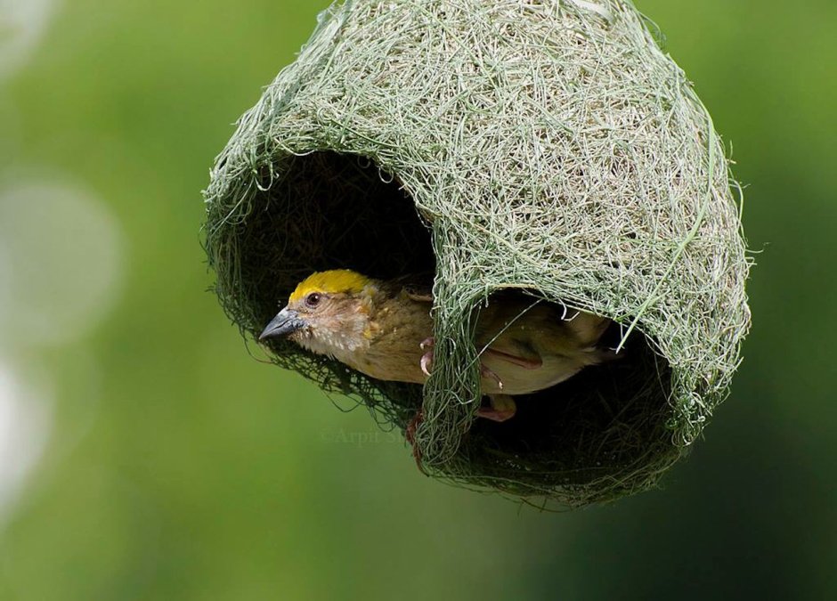 Птичка Ткачик гнездо