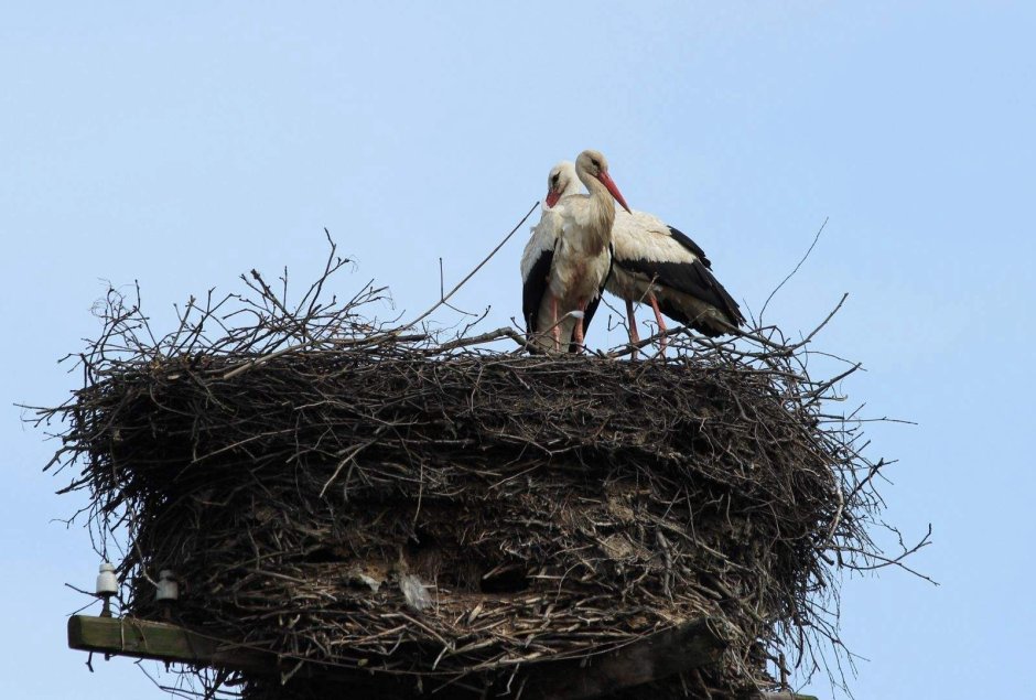 Весна птицы вьют гнезда
