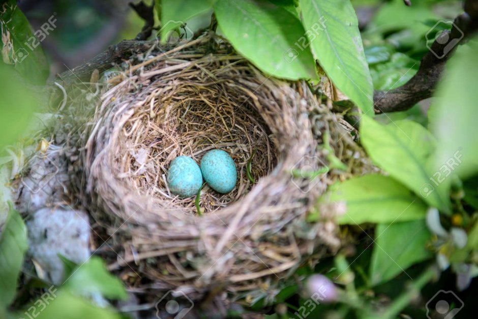 Гнездо птицы в ветвях