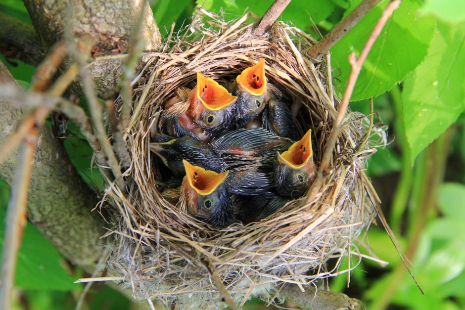 Амадины гнездо