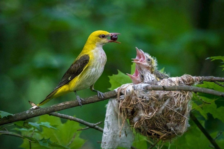 Гнездо Иволги