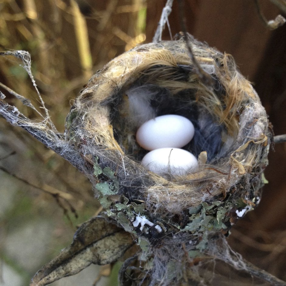 Гнездо Колибри