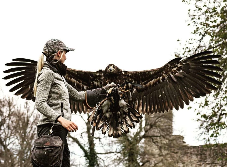 Birds приват онлайн видео