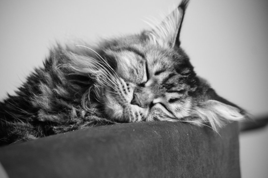 Спящий кот