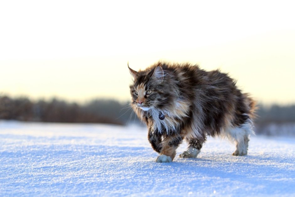 Норвежский Лесной кот