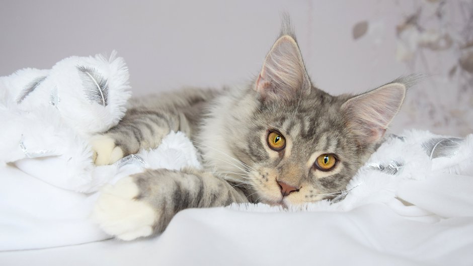 Котик Мейн кун серый