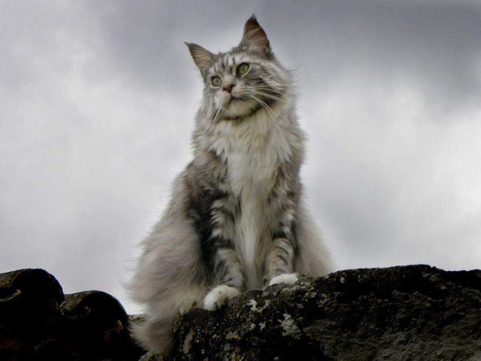 Гордый кот