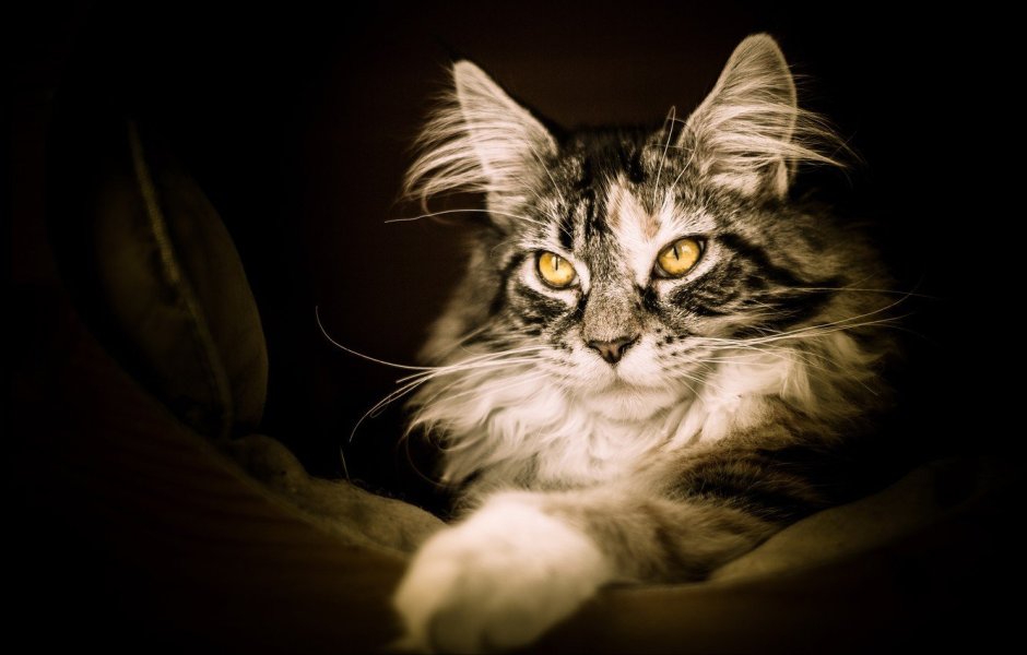 Коты Мейн кун
