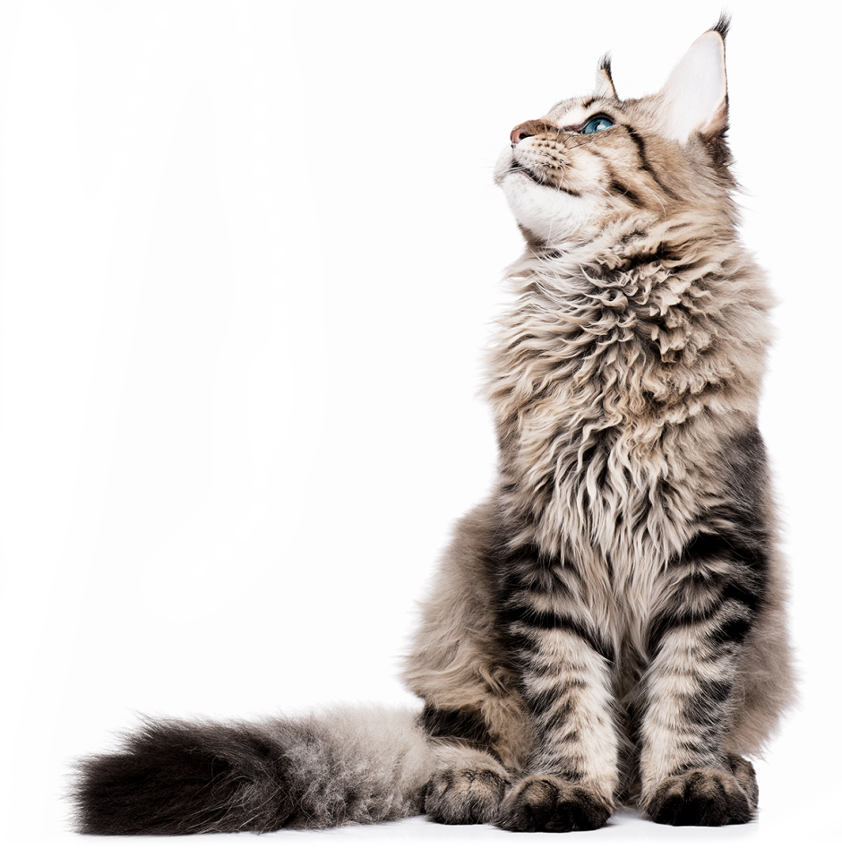 Котенок смотрит вверх