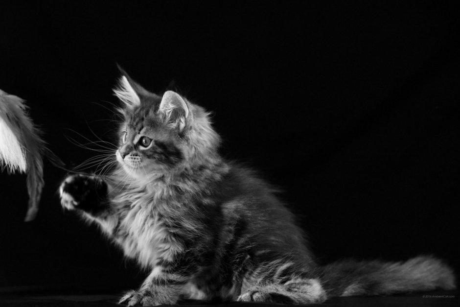 Котенок на черном фоне
