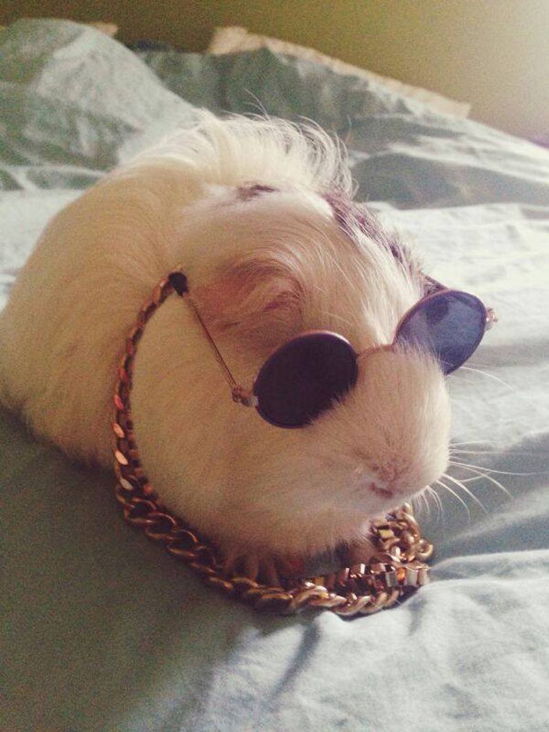 Крутая морская Свинка