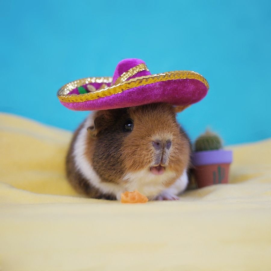 Мемы с морскими свинками