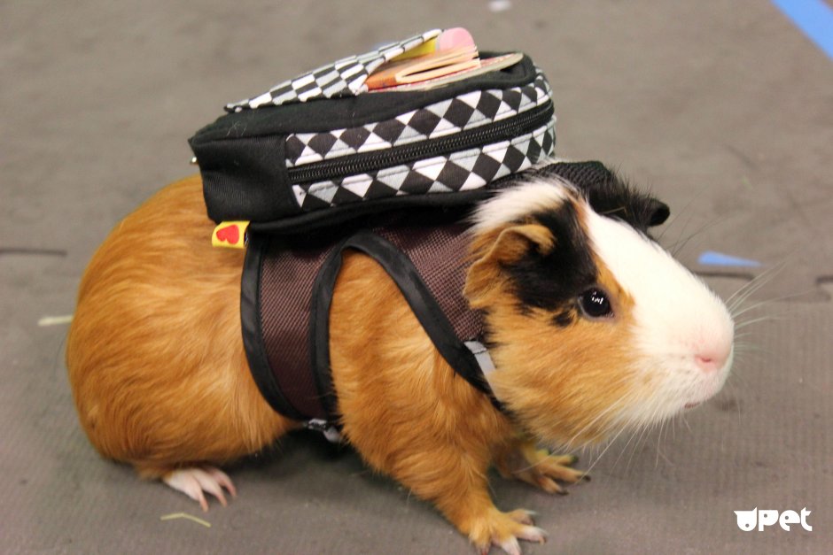 Морская Свинка путешественница