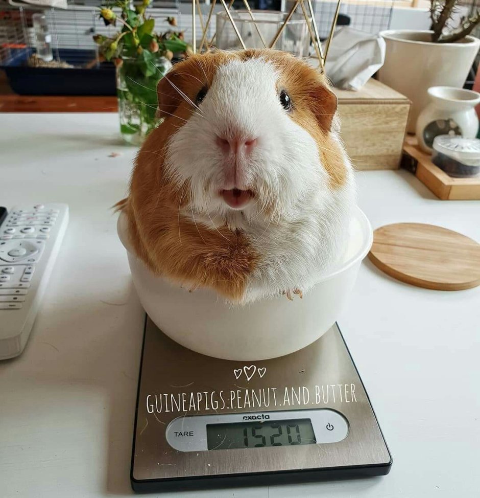 Забавные морские свинки