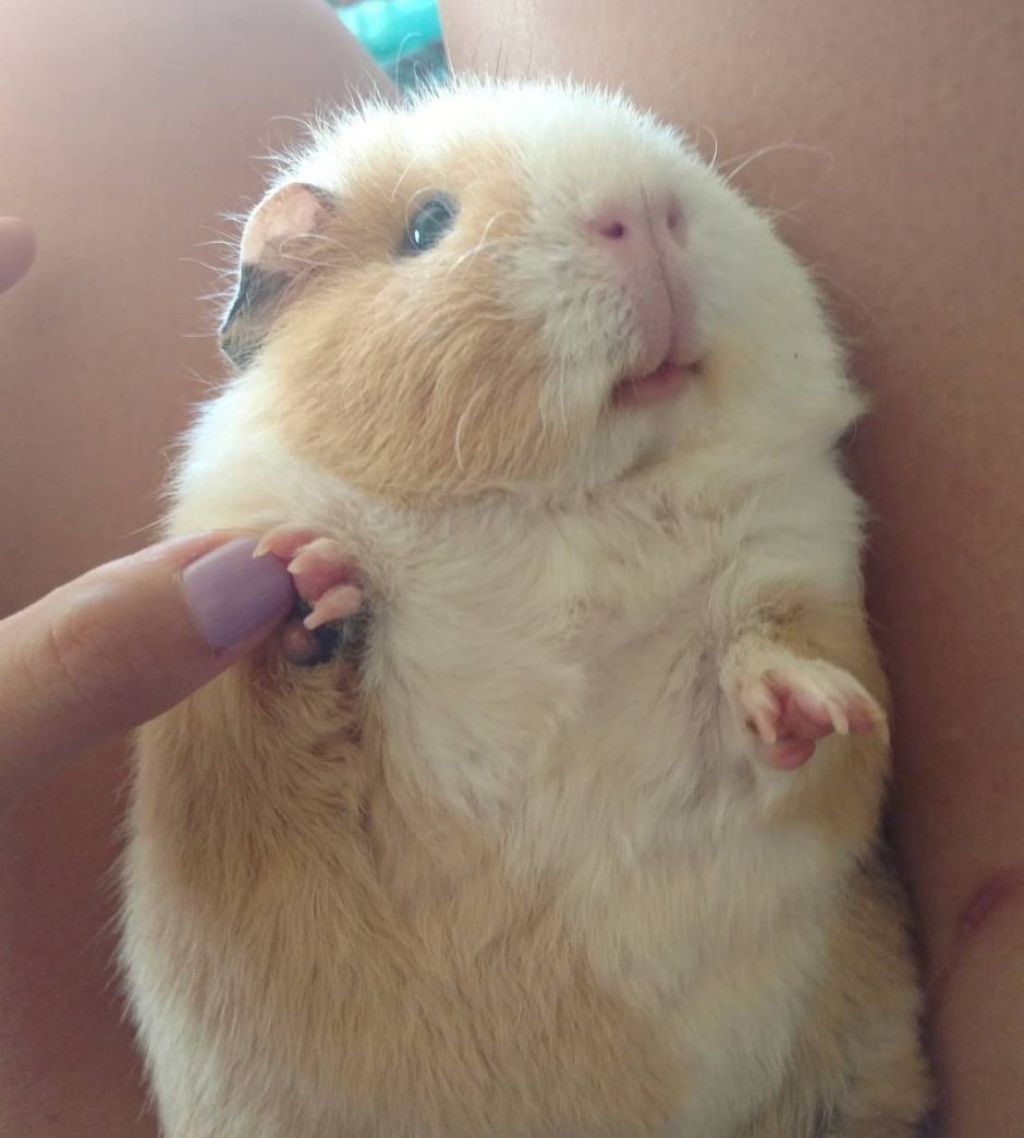 Морская свинья смешно