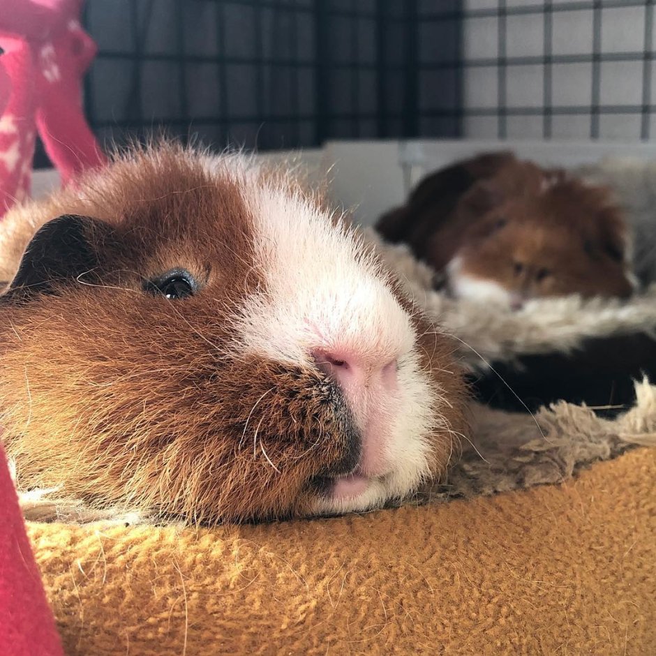 Морские свинки приколы