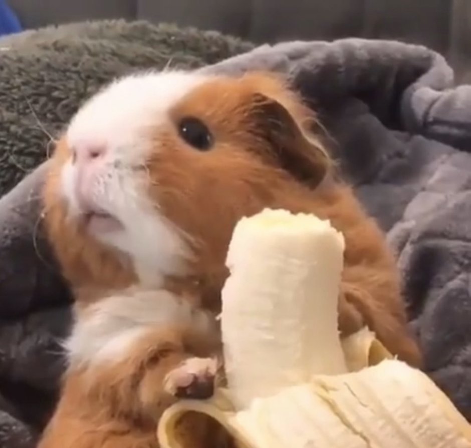 Морские свинки приколы