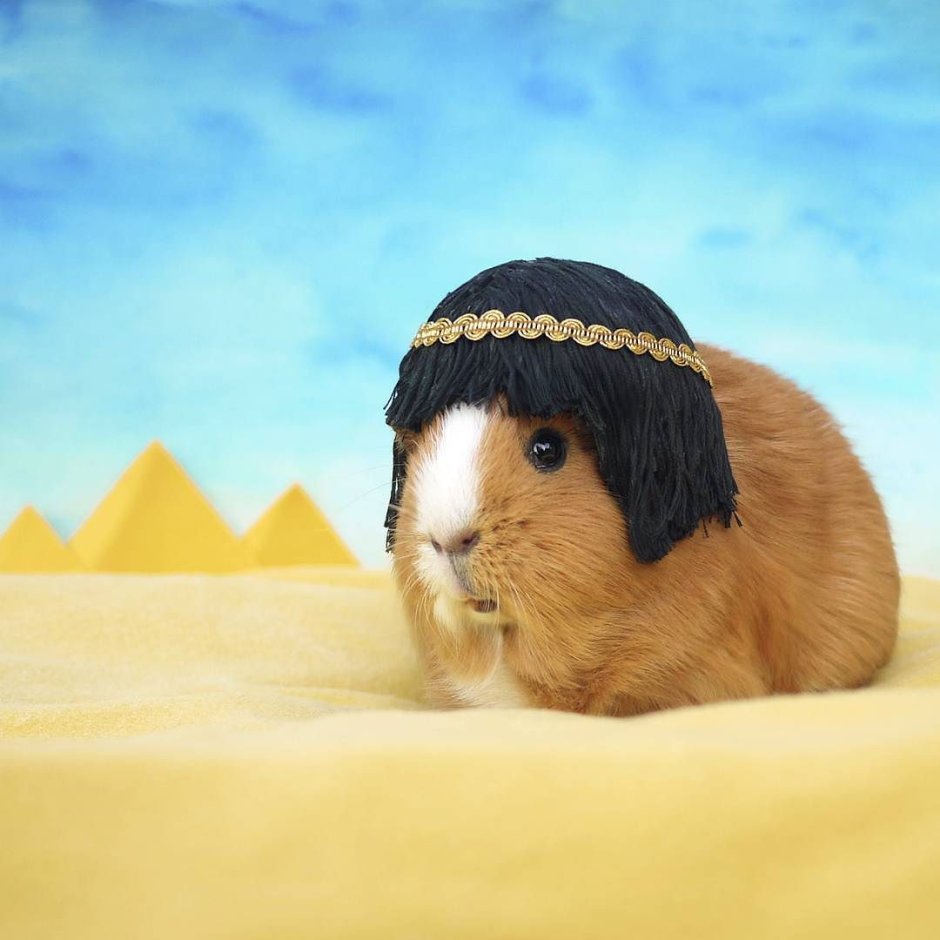 Морские свинки