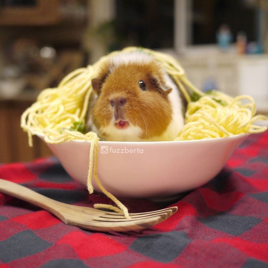 Морская Свинка Эстетика