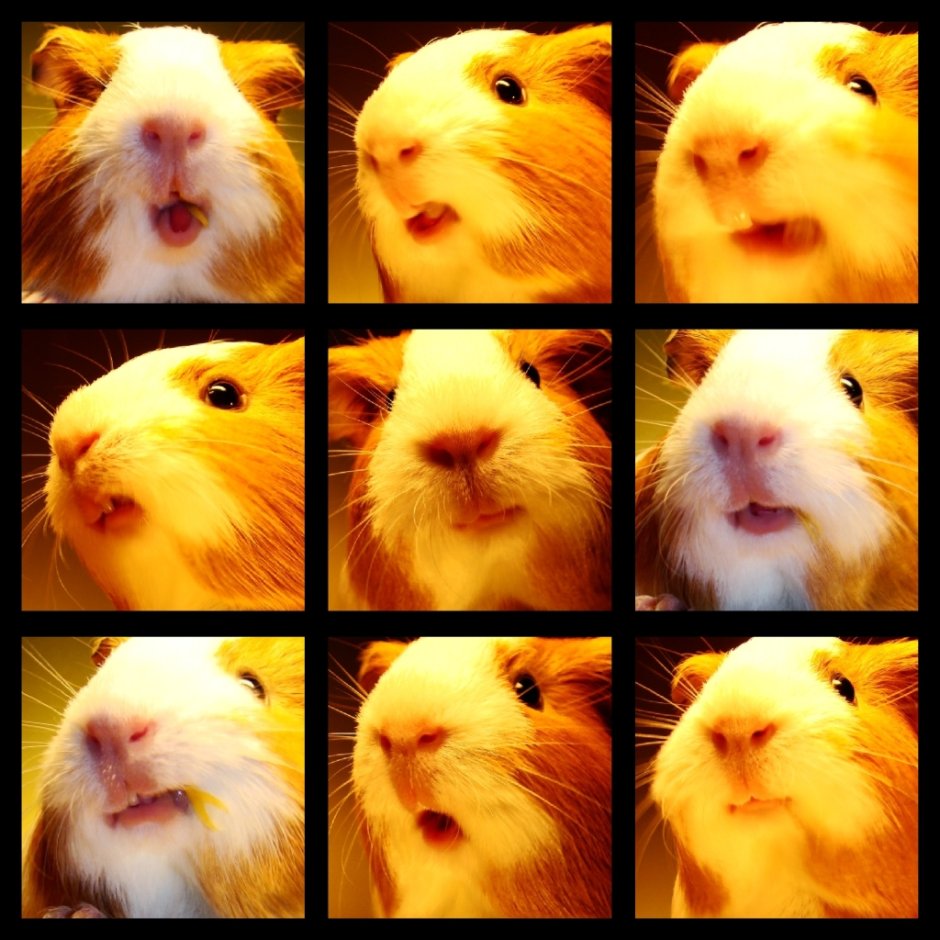 Смешные морские свинки до слез