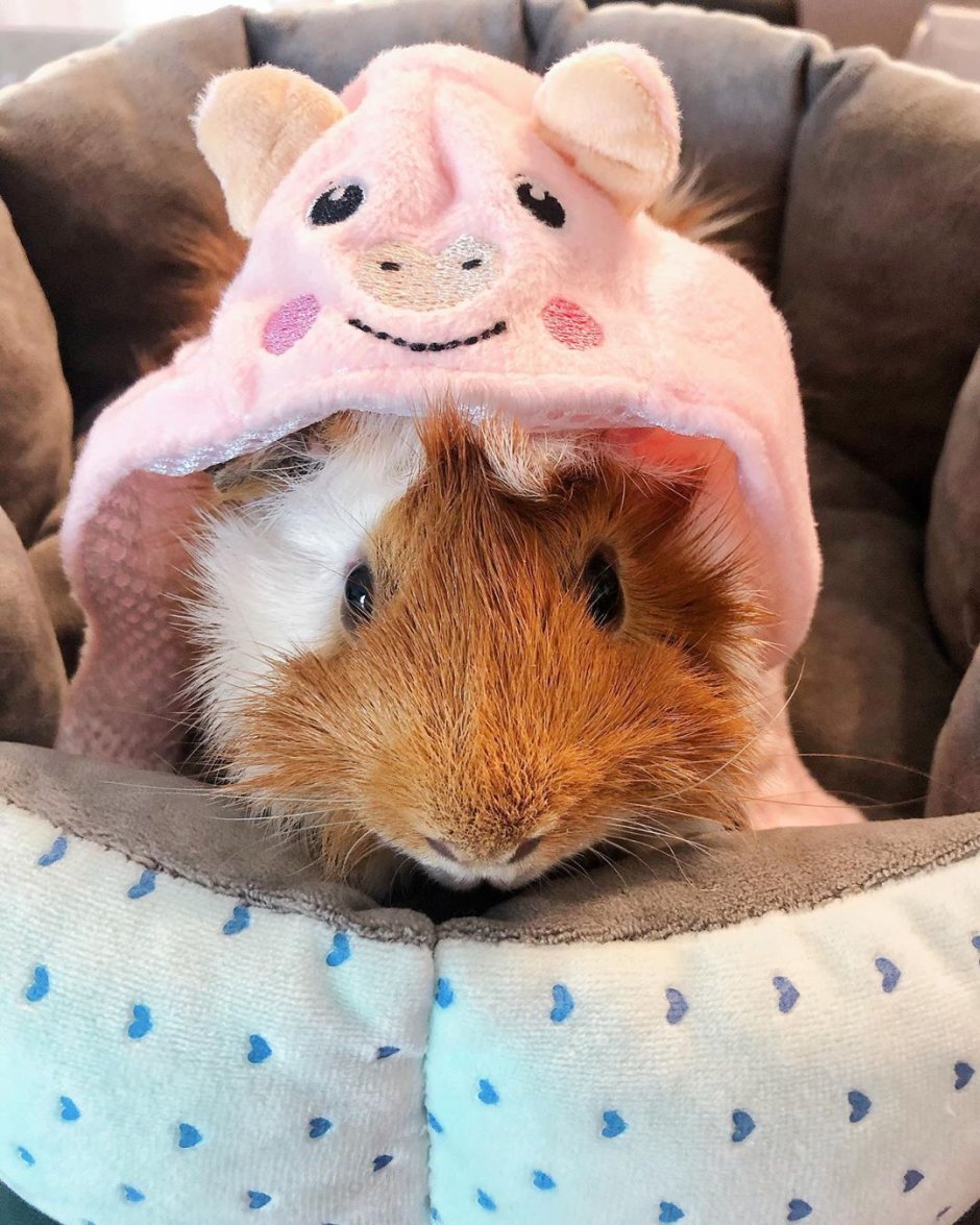 Морская Свинка милая