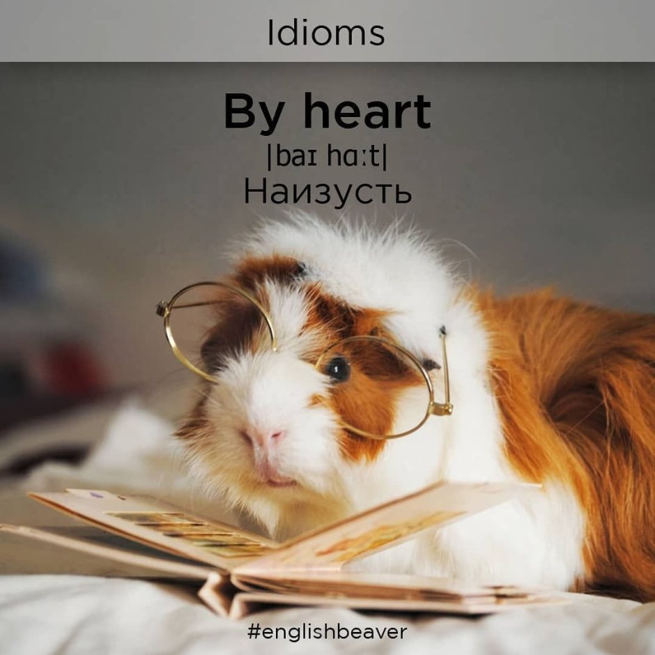 Морская Свинка в очках