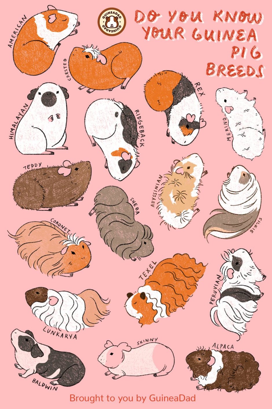 Морские свинки