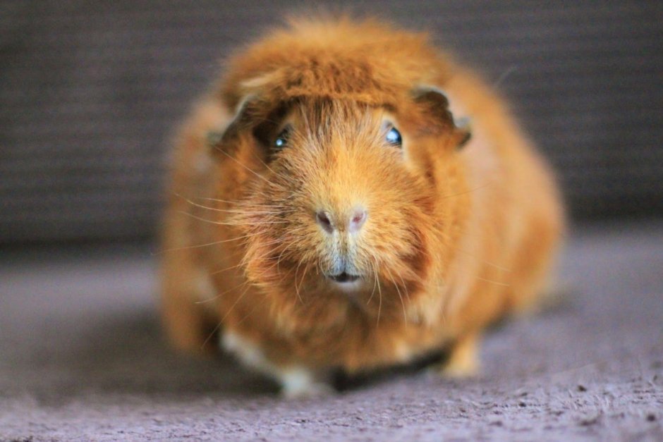 Морские свинки породы Куи