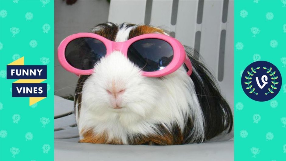 Хомяк в одежде