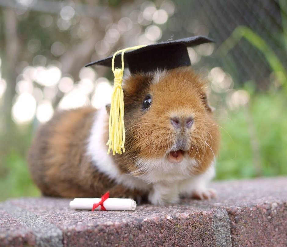 Смешные морскиетсвинки