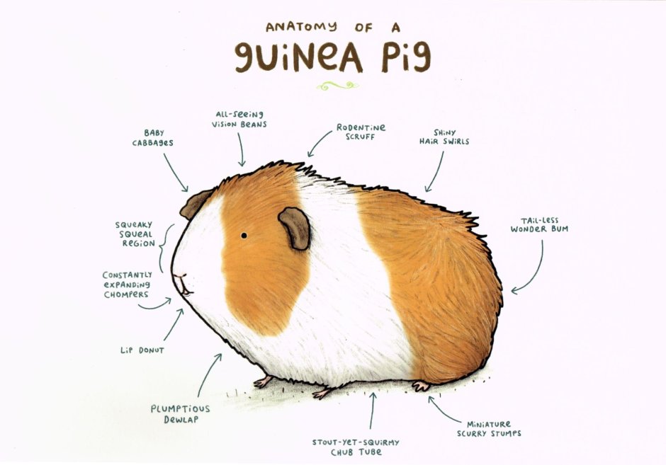 Морские свинки приколы