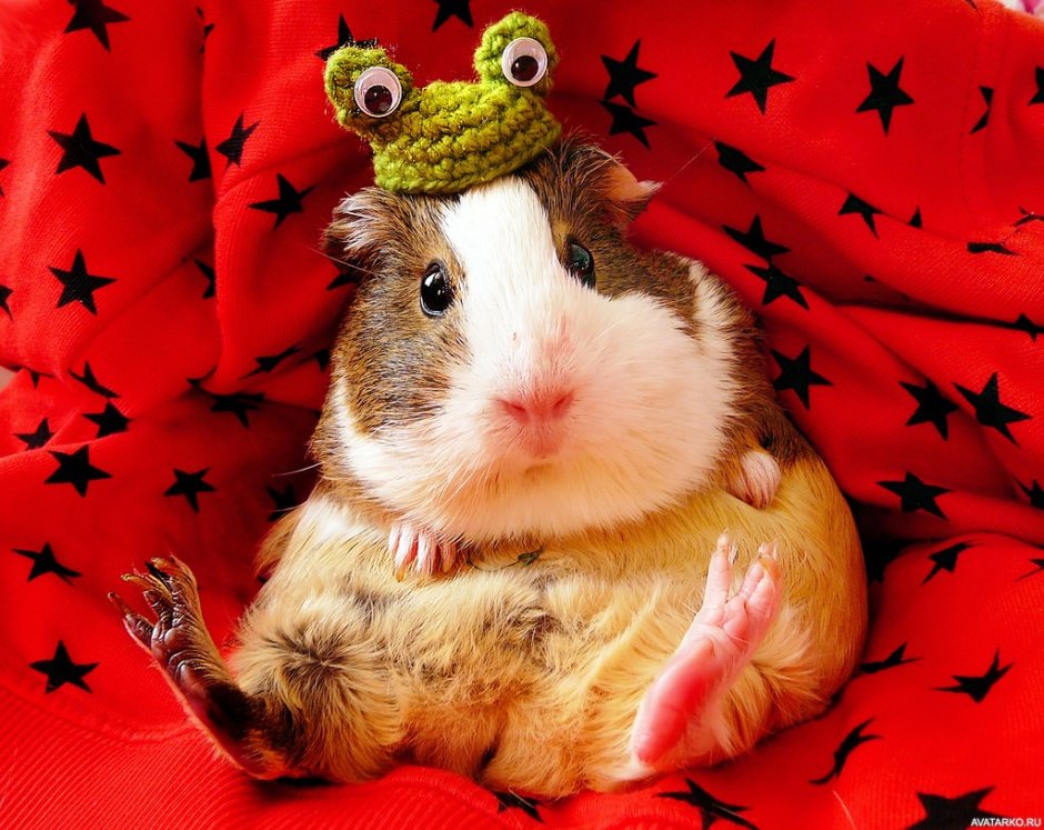 Морская Свинка в новогоднем костюме