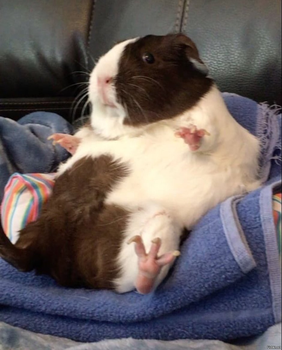 Удивительные морские свинки