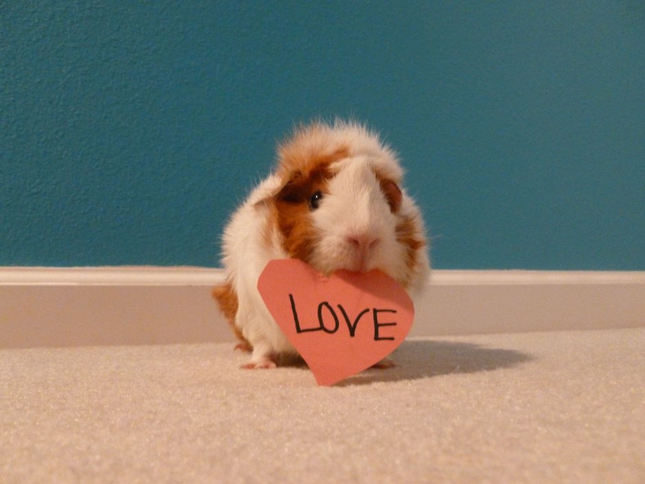 Морская Свинка милая любовь