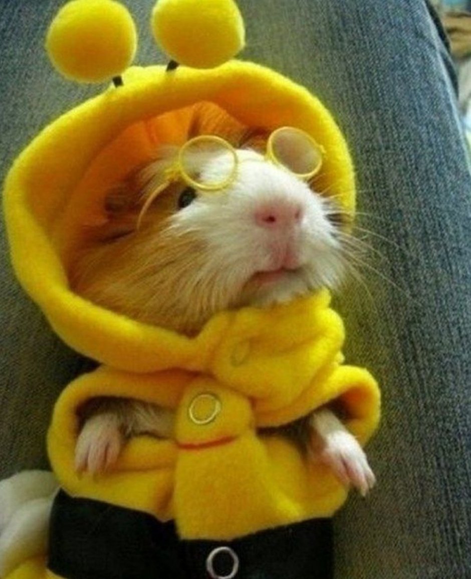 Мемы с морскими свинками