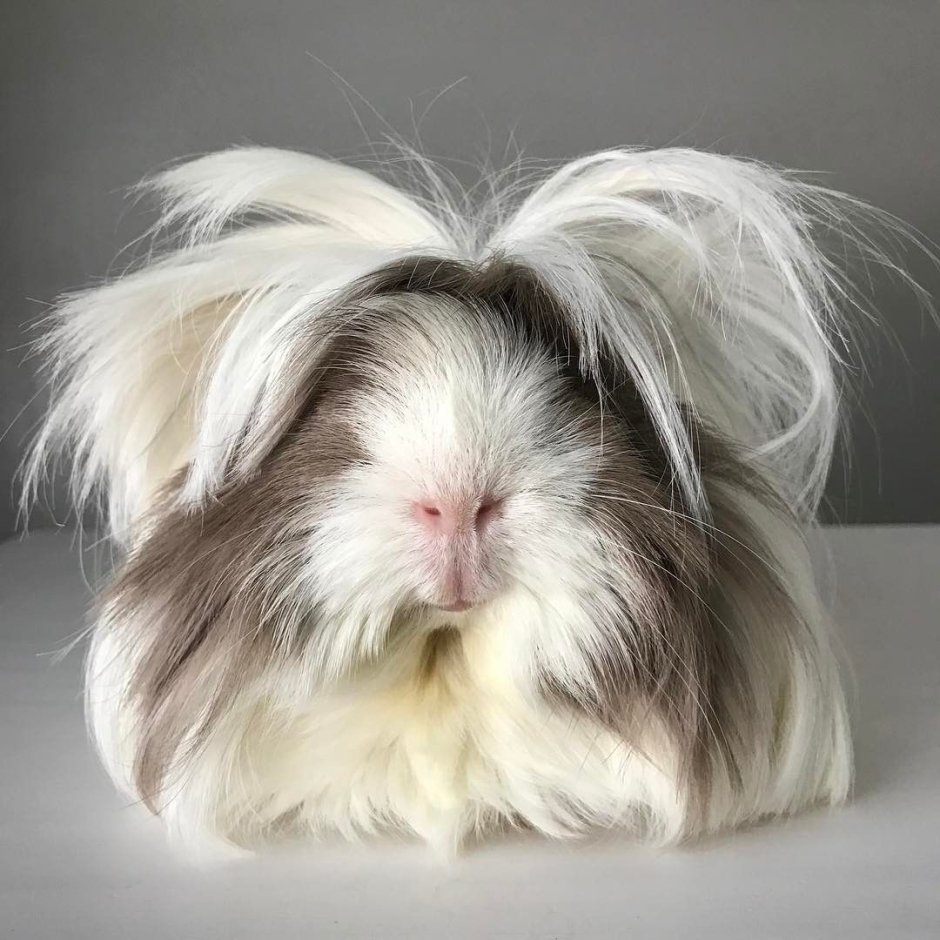 Морская Свинка милая лохматая