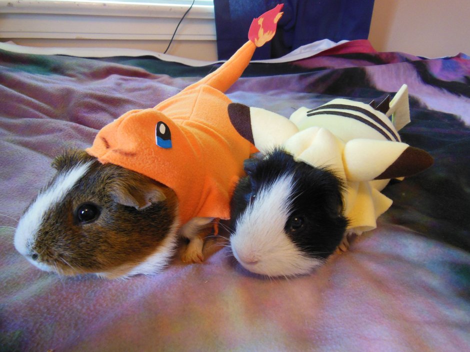 Забавные морские свинки