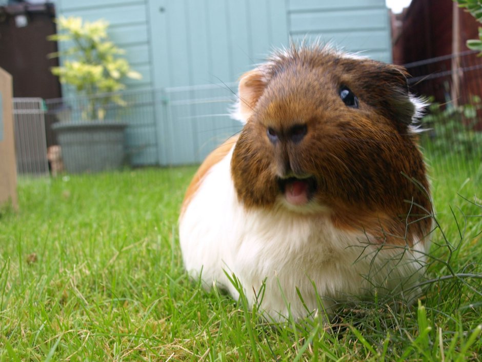 Обои на телефон с хомяками