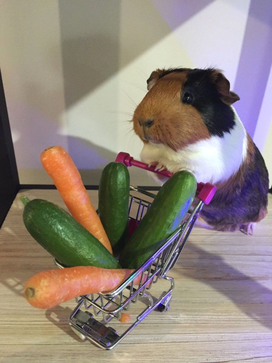 Морские свинки приколы