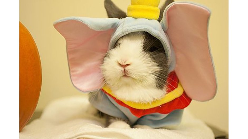 Каракулевая морская Свинка