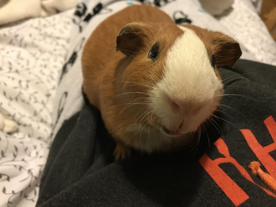 Декоративная морская Свинка