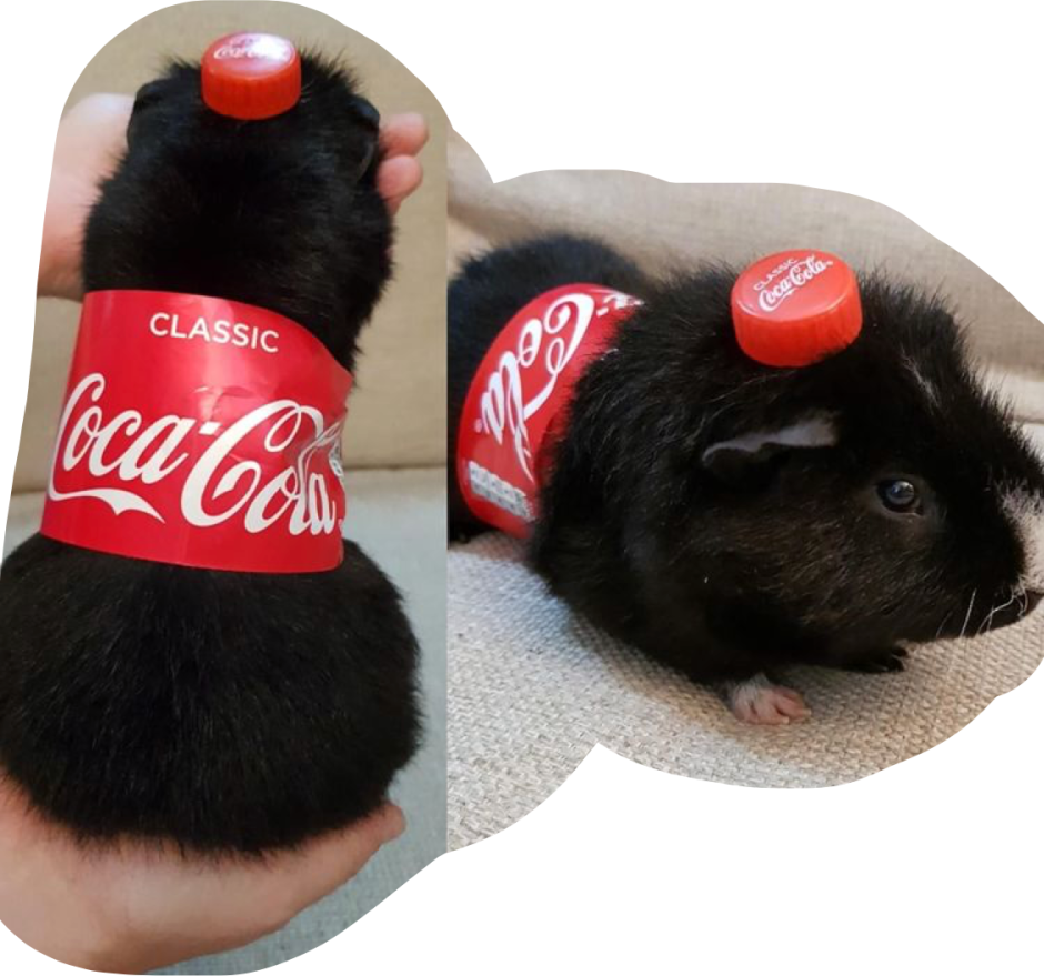 Декоративная морская Свинка