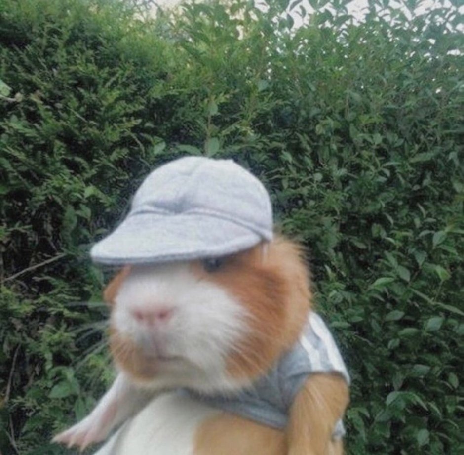 Морская Свинка Мем