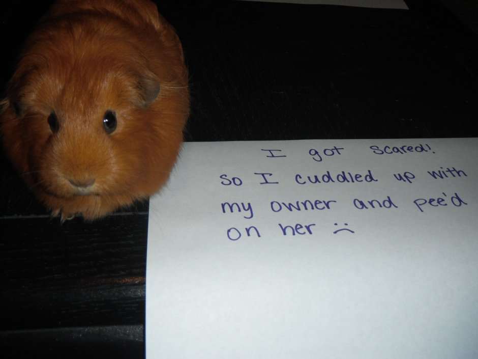 Мемы с морскими свинками