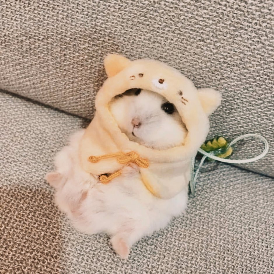 Голая морская Свинка с лохматой мордой