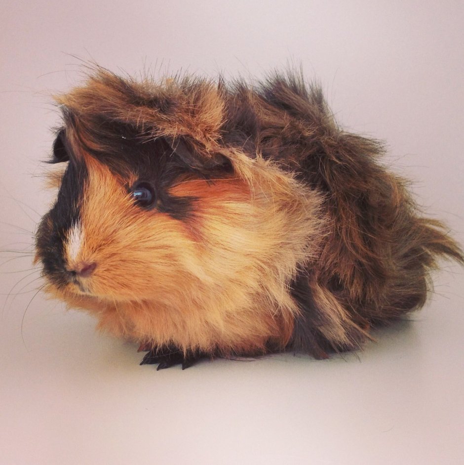 Морская Свинка Лев