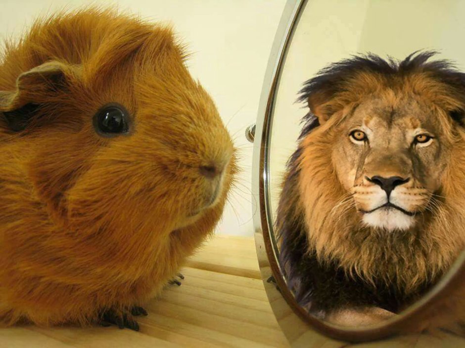 Хомяк в шапке