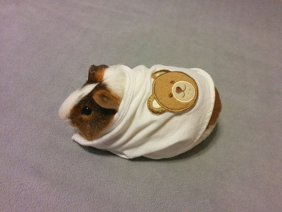 Кофта для морской свинки