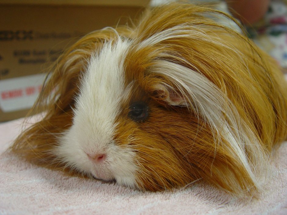 Сиамская морская Свинка